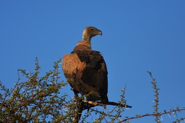 Kapgeier (Gyps coprotheres) auf einem Baum in der Savanne in Namibia. 