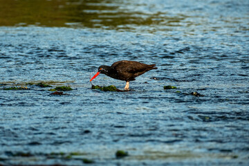 Oystercatcher on the water