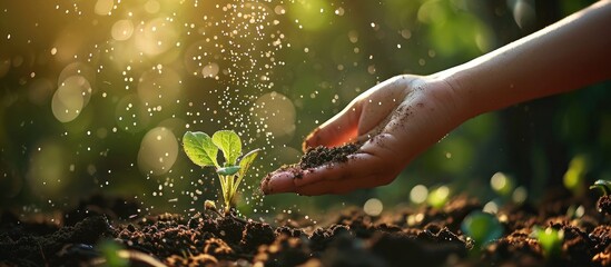 a woman s hand sprinkles ash on a small radish sprout crop protection from midges and fertilizer for the crop ash for plants vertical photo. Copy space image. Place for adding text or design