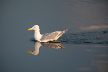 seagull in the sea