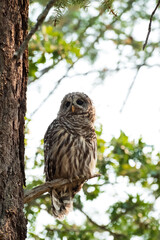 Barred Owl