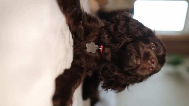Young English Cocker Spaniel puppy, close-up portrait. Young dark brown English Cocker Spaniel puppy on the bed. A young playful English Cocker Spaniel puppy looks at the camera. Happy puppy