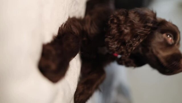 Young English Cocker Spaniel puppy, close-up portrait. Young dark brown English Cocker Spaniel puppy on the bed. A young playful English Cocker Spaniel puppy looks at the camera. Happy puppy