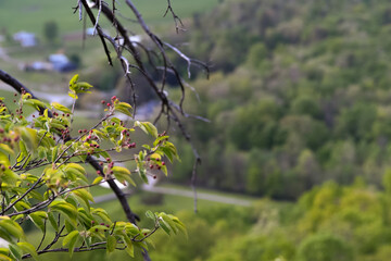 Spring in the Forest
