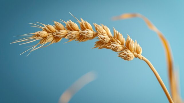 Single sheaf of wheat, realistic, ad flat light, clean image, no depth of field, blue light background