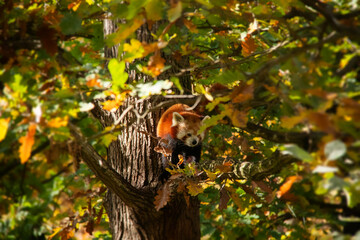Naklejka na ściany i meble Adorable little red panda hanging on a tree. 