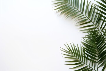  a close up of a palm leaf on a white background with a place for a text or an image with a place for your own text.