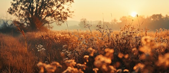 Abstract warm landscape of dry wildflower and grass meadow on warm golden hour sunset or sunrise time Tranquil autumn fall nature field background Soft shallow focus. Copy space image