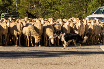 sheep flock in transhumance on a road, Puerto del Serrablo, Huesca province, Spain