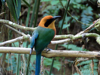 Rufous motmot perched on a branch in the rainforest Panama