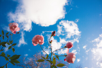 Pink buds of fragrant rose hip tea roses growing on a bush, fresh petals against a blue sky. Spring...