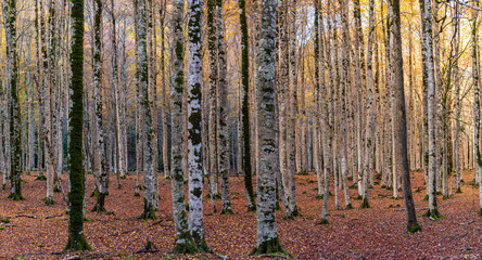 young beech, Ordesa i Monte Perdido National Park, Province of Huesca, Aragon