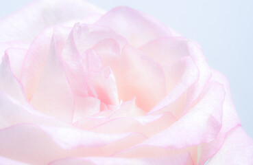 luxurious light pastel rose. Extreme Flower Closeup. full frame. Blurred and selective focus.