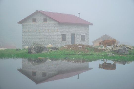 Cow grazes by the lake on a foggy day. Cows in the fog on a lake, with a house in the background