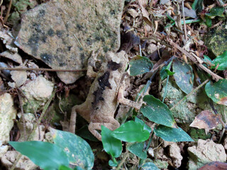 Frog Gamboa Panama