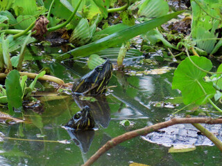 Turtles in their natural habitat