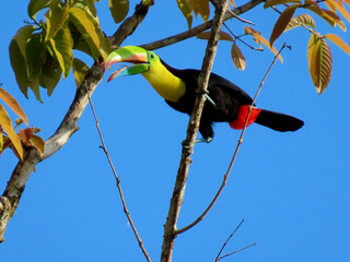 Tropical toucan bird on a branch
