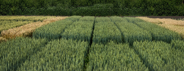 areas with different varieties of grain crops