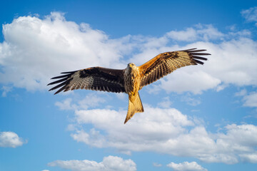 Close of Red Kite hovering in blue sky with white clouds