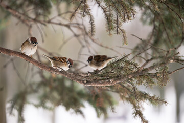 Sparrows on tree branches in winter