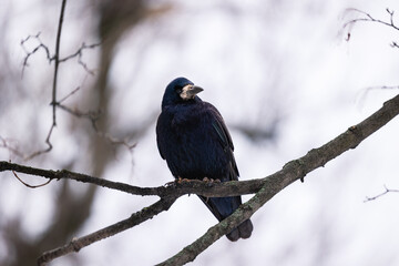 Black raven on a tree branch