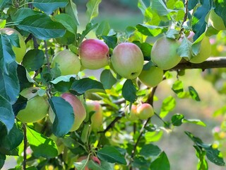 Apple tree with ripe green fruits in the orchard.