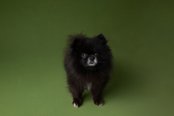 black spitz dog. dog on green background