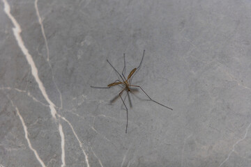 Big mosquito with long legs is sitting on gray marble wall of shower
