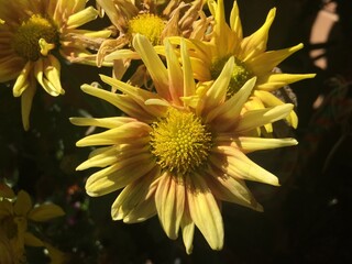 A close up a Plant and Flower. Green leaves speckled, sunlight, nature