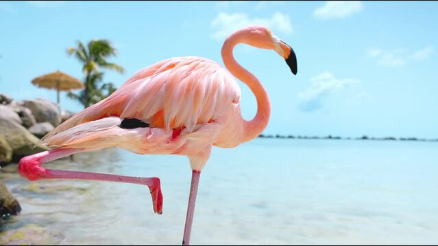 Flamingo on tropical beach 