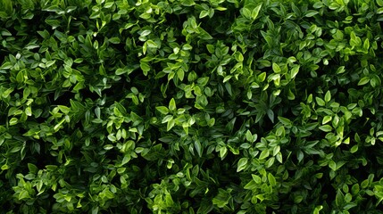 Fototapeta na wymiar horizontal herbaceous green bush growing white font in high definition 100 centimetres