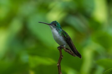 Fototapeta premium The Andean emerald (Uranomitra franciae), hummingbird, green and white bird found at forest edge, woodland, gardens and scrub in the Andes of Colombia, Ecuador.