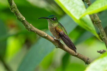 Fawn-breasted Brilliant Hummingbird in flight, 4K resolution, best Ecuador humminbirds	