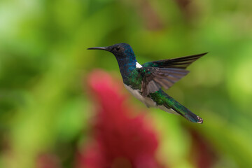 Beautiful White-necked Jacobin hummingbird, Florisuga mellivora, hovering in the air with green background