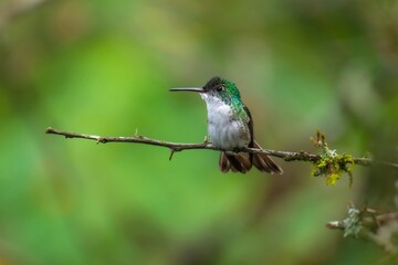 Fototapeta premium The Andean emerald (Uranomitra franciae), hummingbird, green and white bird found at forest edge, woodland, gardens and scrub in the Andes of Colombia, Ecuador.