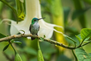 Fototapeta premium The Andean emerald (Uranomitra franciae), hummingbird, green and white bird found at forest edge, woodland, gardens and scrub in the Andes of Colombia, Ecuador.