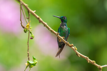 Best hummingbird in Ecuador, Costa Rica. Wildlife scene from nature. Birdwatching in South America, Trinidad, Tobago, Panama.