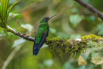 Green-crowned Brilliant – Heliodoxa jacula, humminbird from Ecuador