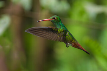 Rufous-tailed hummingbird (Amazilia tzacatl) flying to pick up nectar from a beautiful flower . Action wildlife scene from nature.