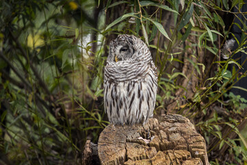 great grey owl