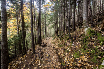 path in the forest
