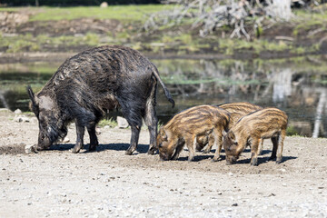 wild boar pig and babies
