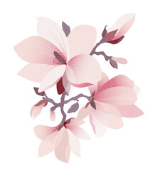 Blossom branch of magnolia flowers. Beautiful pink blossom of magnolia tree. Hand drawn flat illustration on white background