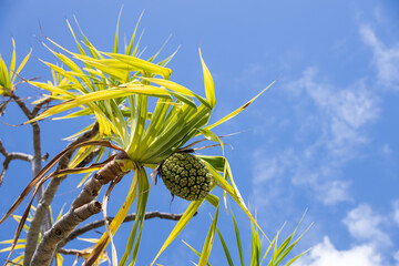 Pandanus tree with fruit and blue sky background