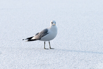 Full length portrait of an adult sea mew (Larus canus) standing on the ice of a lake covered with fresh snow