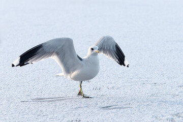 An adult sea mew (Larus canus) with raised wings on the ice of a lake covered with snow