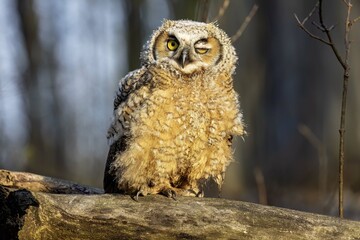 Young great horned owl, in state park. The young owl, which left the nest prematurely.