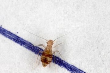 Booklice indoors (Dorypteryx domestica)