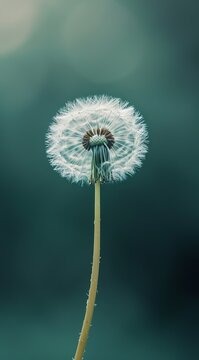 a peaceful image of a single dandelion ready to fly in the spring wind