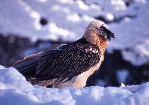 Bartgeier im Winter